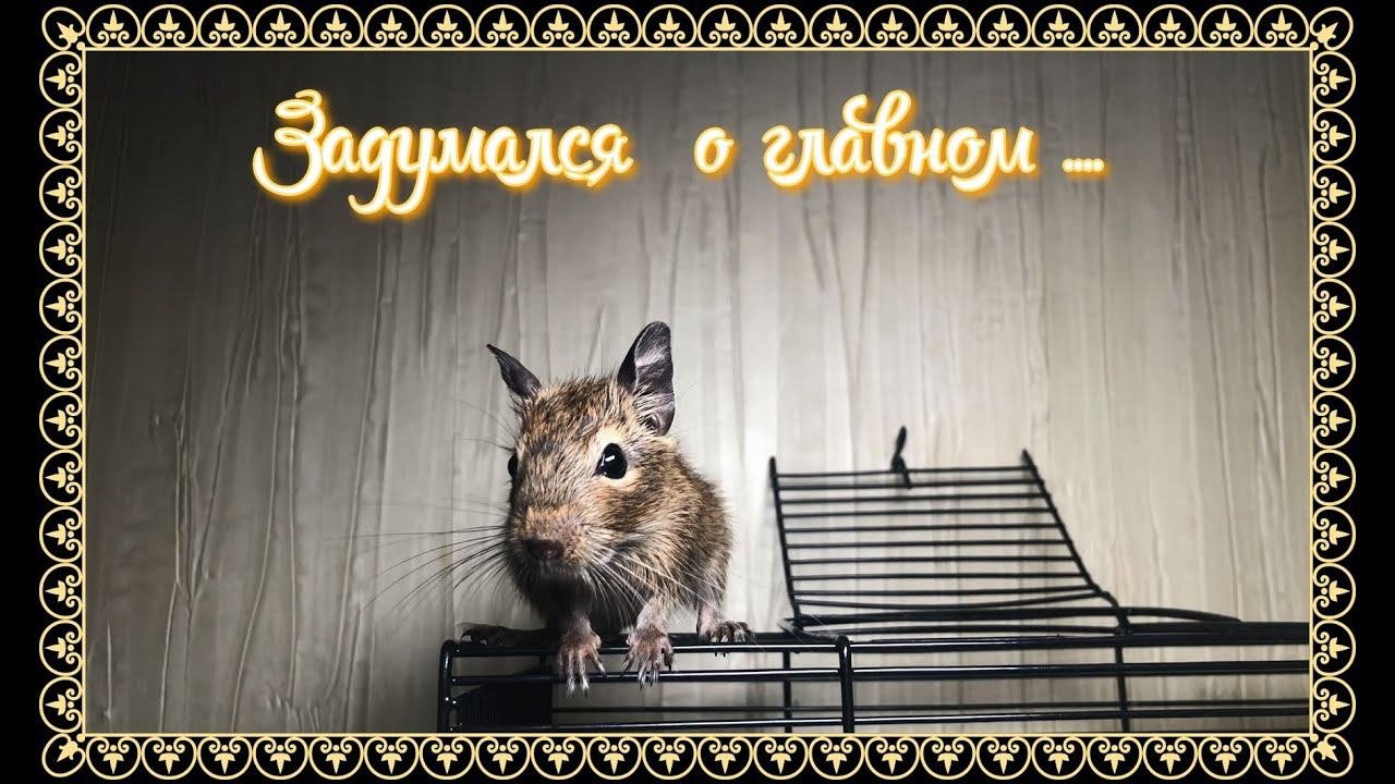 ! ЗАДУМАЛСЯ О ГЛАВНОМ!!!!    #белка  #грызун #грызуны #дегу