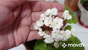 Комнатные цветы. Комнатные растения, какие у меня ещё есть.