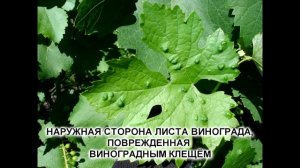 Как бороться с клещами на винограднике.