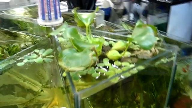 Проточный травяной аквариум смотреть онлайн