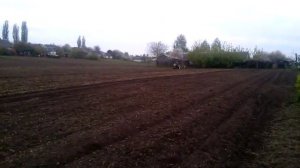 Посев горчицы желтой как медоноса и сидератов(удобрения).