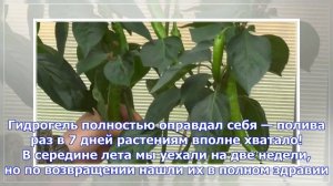 Острые предметы. как вырастить перец чили в горшочках?