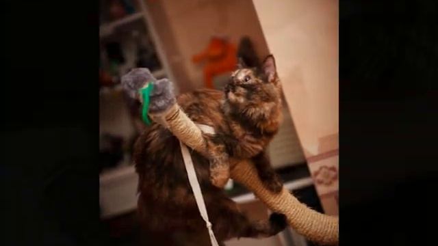 Проект Саши Лукьянченко - домашние питомцы смотреть онлайн