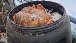 Органическое удобрение в теплице. Отходы в доходы!