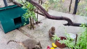 Люська пришла к Сонечке в гости в новый вольер и МОМЕНТАЛЬНО ОСВОИЛАСЬ)))