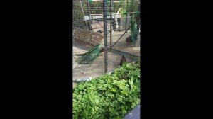 Что лучше? ЗООПАРК или ОКЕАНАРИУМ в Пензе