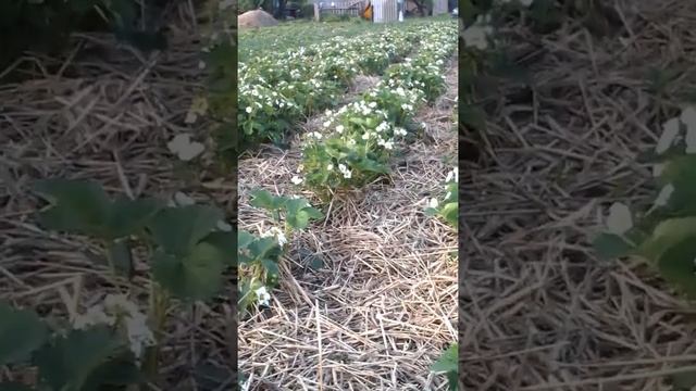 Цветение клубники Вайбрант