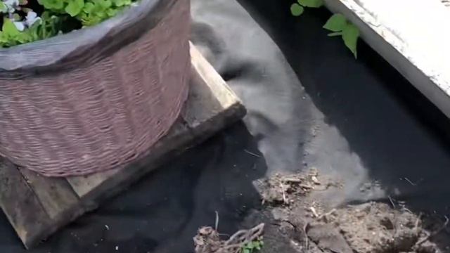 Надоело реанимировать розы от Меховских-купила новые розы!!!(01.07.22) смотреть онлайн