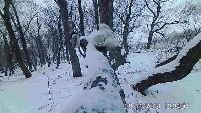 Поползень и черноголовая гаичка смотреть онлайн