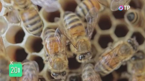 20 мая: Всемирный день пчёл, открытие Дворянского банка в России