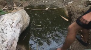 НАЛОВИЛИ МНОГО РАКОВ РУКАМИ В КАМЫШАХ/КАК ЛОВИТЬ РАКОВ