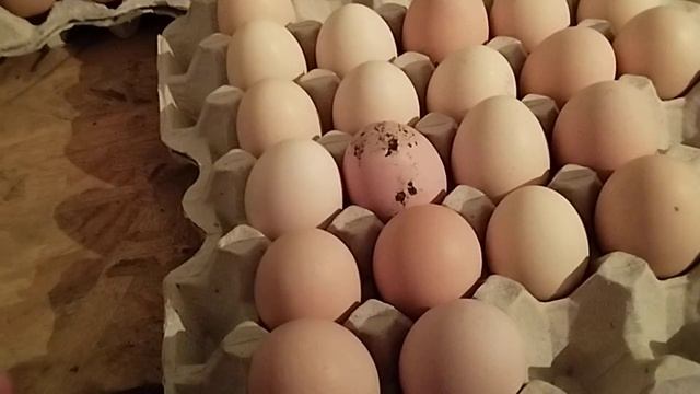 Распаковка посылки май 2023г, инкубационные яйца Мастер Грей и Доминант голубой ( часть 2 ) смотреть онлайн