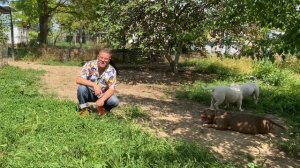 Как выбрать Заводчика и ПИТОМНИК Собак в 2023 году | щенки американского булли