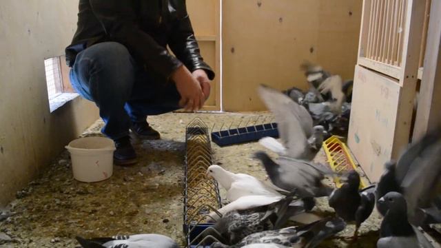 ЖИЗНЬ ПИТОМНИКА БЕЗ ВМЕШАТЕЛЬСТВА ЧЕЛОВЕКА. смотреть онлайн