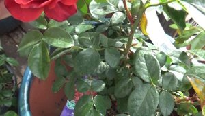 Hot Cocoa Floribunda Rose