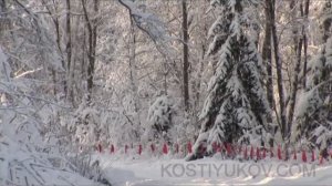 Охота с флажками на волка