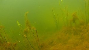 Море карася подводная съёмка