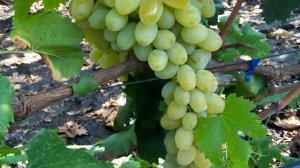 Сорт винограда "ВАЛЕНТИНА". Grape sort "Valentine"