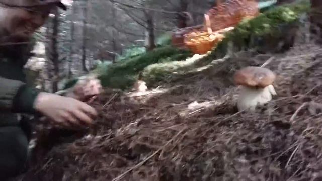 #білігриби #лисички #голубінки #Трипітники #підберезовики смотреть онлайн