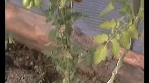 Чесночный томат