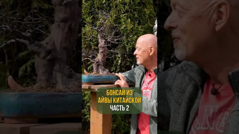 БОНСАЙ ИЗ АЙВЫ КИТАЙСКОЙ. Часть 2