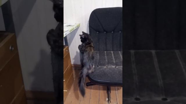 Обычные, ночные побегушки. #котики смотреть онлайн