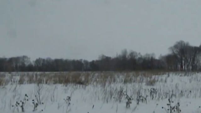 Курцхаар Грэй по куропатке зимой смотреть онлайн