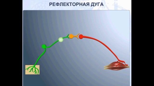 Рефлекс  Рефлекторная дуга
