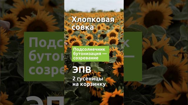 Хлопковая совка: экономический порог вредоносности на разных культурах