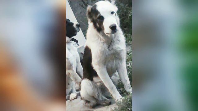 Мой Алабай, Суки Среднеазиатской Овчарки смотреть онлайн