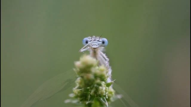 KAPELLMEISTER смотреть онлайн