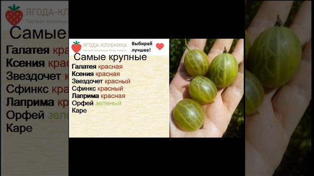Крыжовник весна 23 г. Самые сладкие и крупноплодные сорта.