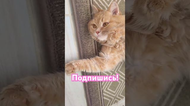 Персик🐱 пошли бегать🤣