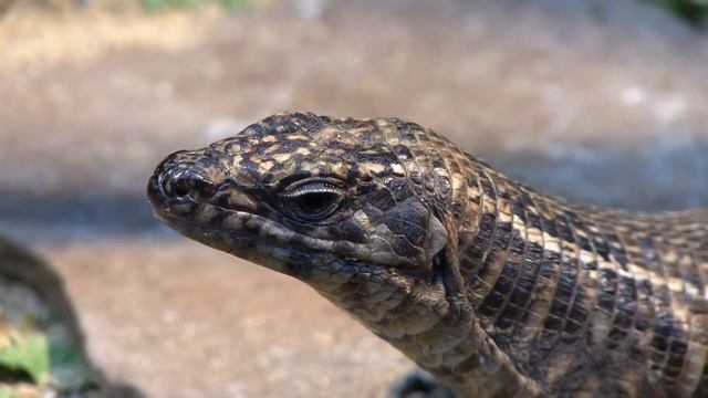 Wuppertal Zoo Gerrhosaurus validus 01 0 ies смотреть онлайн