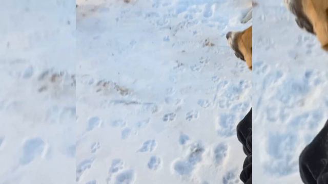 Примерка Зимнего Комбинезона🐶Бонику очень понравилось🤎🥰11января 2024.г