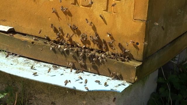 Ивовый взяток - пчёлы активно работают на Иве 10 мая 2021- ASMR