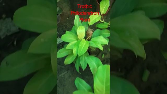 Torthic Philodendron Plant also know as Golden Goddess.....