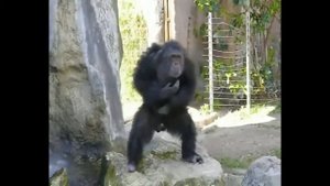 танцы животных. смешное видео.