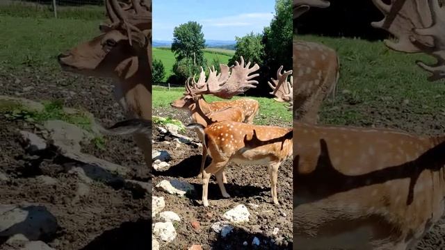 вот это лопата! лань европейская