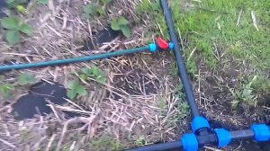 Как поливать клубнику / Капельный полив клубники / Системы полива