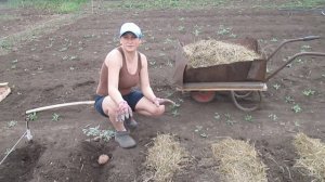 ЧТОБЫ БЫЛ ХОРОШИЙ УРОЖАЙ КАРТОШКИ и без окучивания ??✔ САЖАЕМ КАРТОФЕЛЬ под соломой/сеном!!!