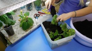 ?КАК ХРАНИТЬ ГЕРАНЬ (ПЕЛАРГОНИЮ) ЗИМОЙ . ?