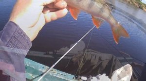 Окунь на боковой кивок. Холодное копчение окуня .