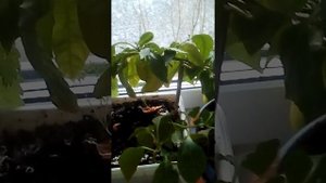 как выростить сладкий перец на подоконнике