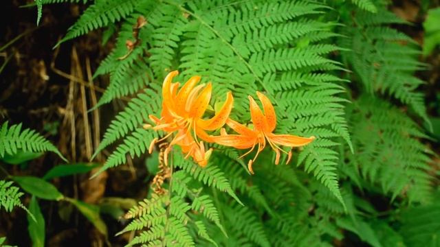 Грибы на РУССКОМ острове-Владивосток. смотреть онлайн