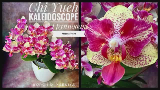 Phal. Chi Yueh Kaleidoscope ? Цветение двух орхидей мультифлор в групповой посадке?♀️ Обзор сорта