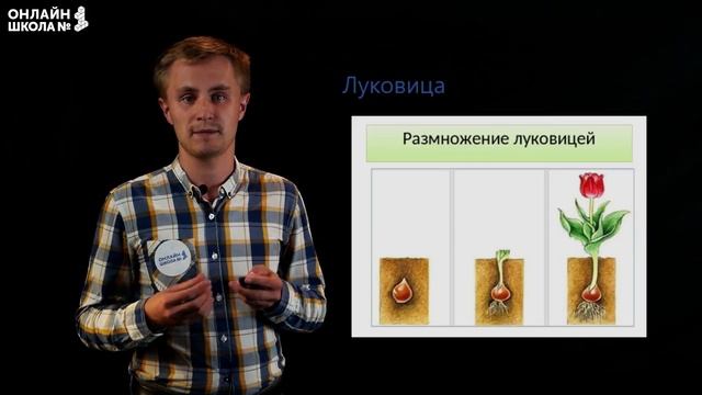 Бесполое размножение. Видеоурок 21. Биология 6 класс