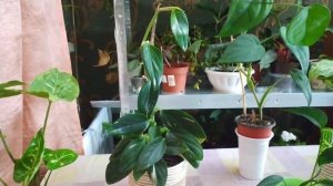 Комнатные цветы/Обзор лиан.../Сингониумы, филодендроны