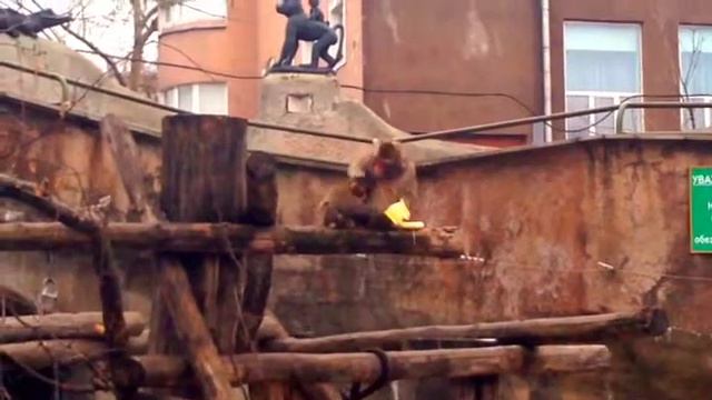 ZOO in Moscow - Russian Madagascar смотреть онлайн