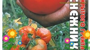 Томат Подснежник. Краткий обзор, описание характеристик solanum lycopersicum Podsnezhnik